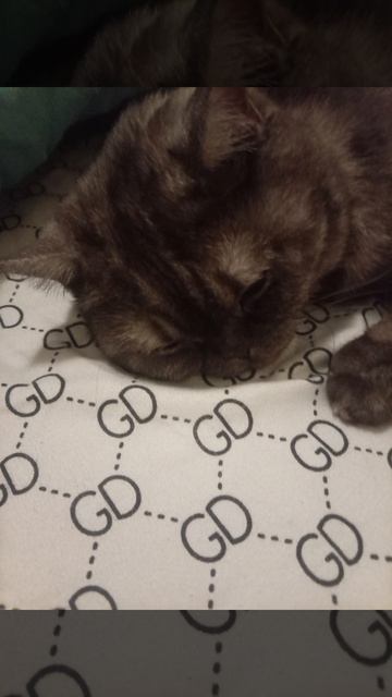 Кошка против коня🐱🐴