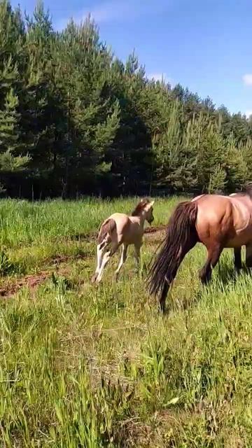 Horses перегоняем кобыл в табун #horse #лошади #вятка #жеребёнок #красиво # Baby Horse