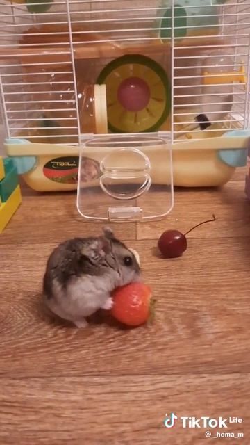 Хомячок!