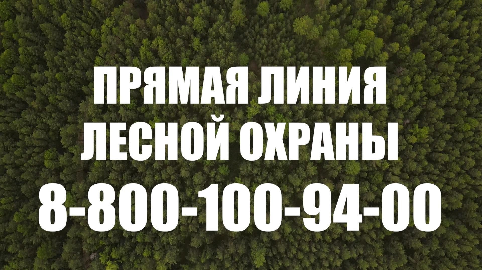 Сбережение лесных ресурсов России