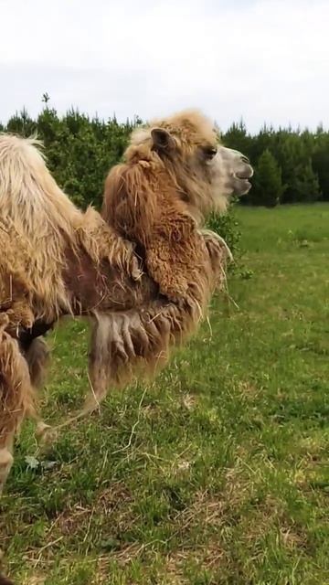 Вот такой красавчик) скоро будет голенький #horse #лошади #вятка #camel #верблюд #красавчик