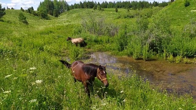 Вятские лошади купаются в пруду