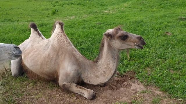 Верблюды бактрианы на лугах Удмуртии в нашем поместье / Bactrian Camels On The Meadows Of Udmurtia