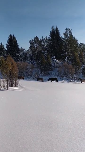 #horses #вятка #лошади #ранчо  #зима