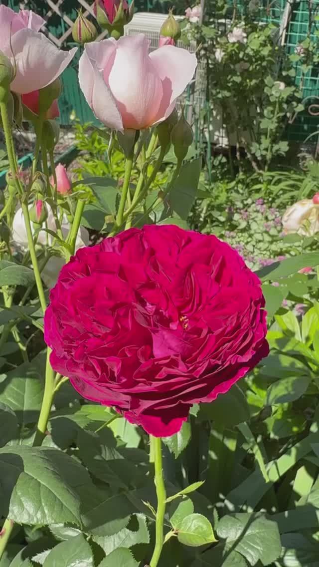 Цветник с розами💐 4 июня 26г 💐