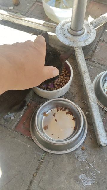 Пока нет возможности продолжить лечение кошек.