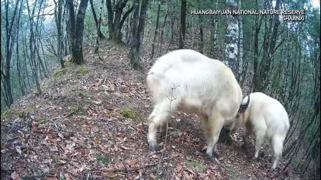 🏞Уникальные кадры: золотистые обезьяны, такины и кабарги в дикой природе Китая