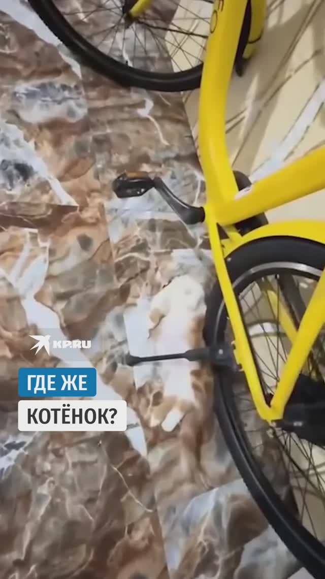 Где же котёнок?
