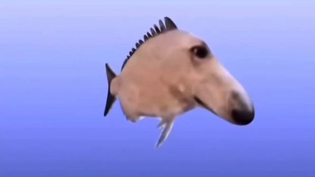сон собаки 😅😅😅
