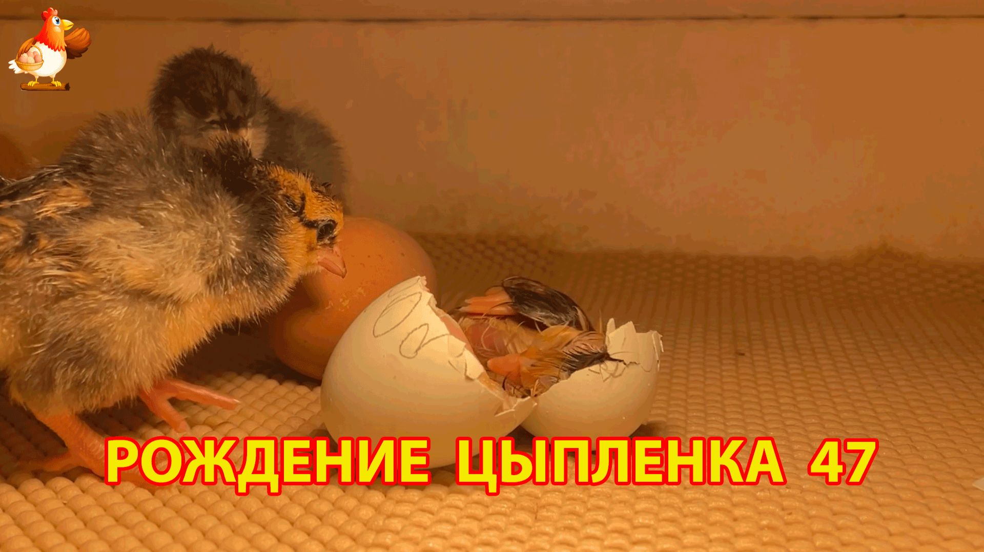 Вылупление цыпленка из яйца в инкубаторе версия 47