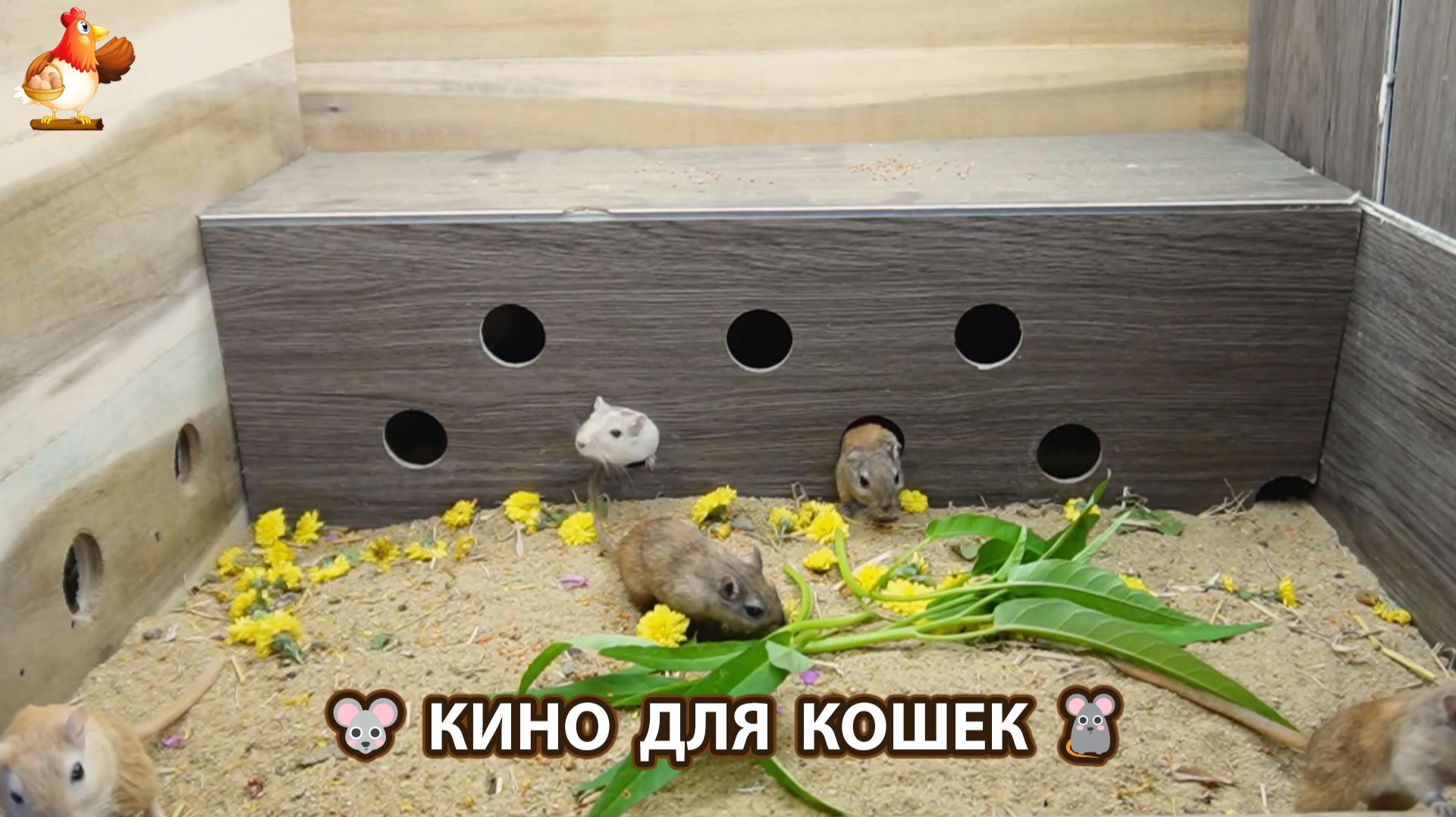Видео для кошек про крысок развлекать питомцев 🐭🐀😂 (549)
