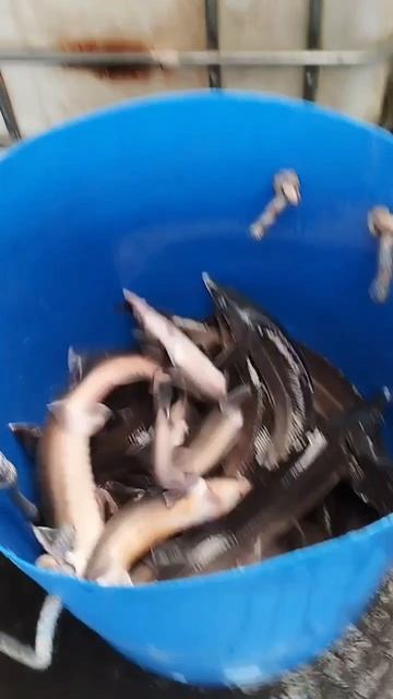 завоз04.06.mp4