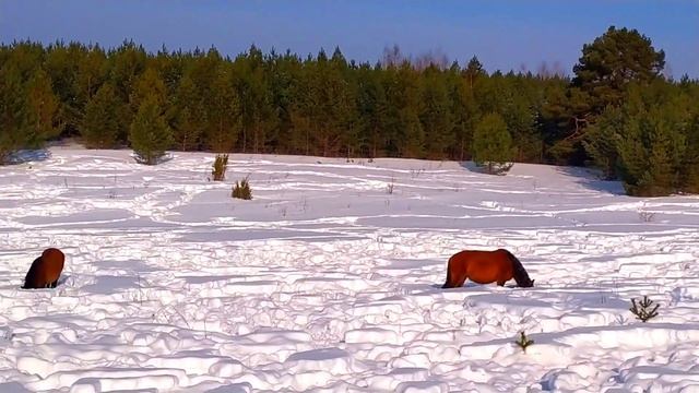 Солнечный день в поместье (15.02.2023)