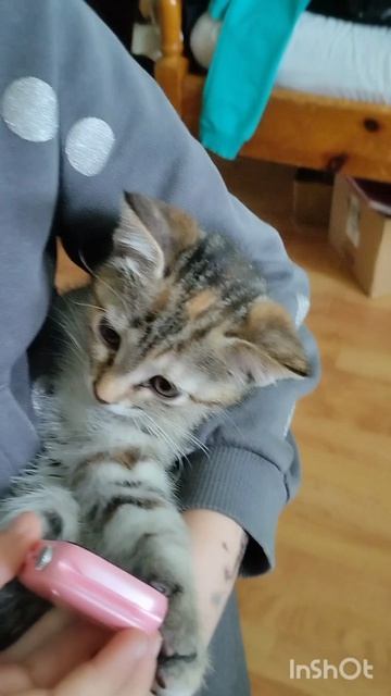 Снимаю котят