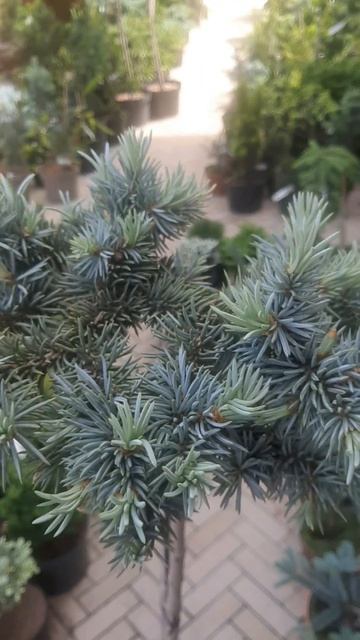 ❤🌲Ель Глаука Глобоза на штамбе
✔Продажа растений в макс и телеграм канале: Https://t.me/love_is_hvoi