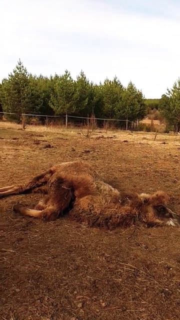 Верблюжий релакс) #horse #camel #relax #relaxingmusic #верблюды