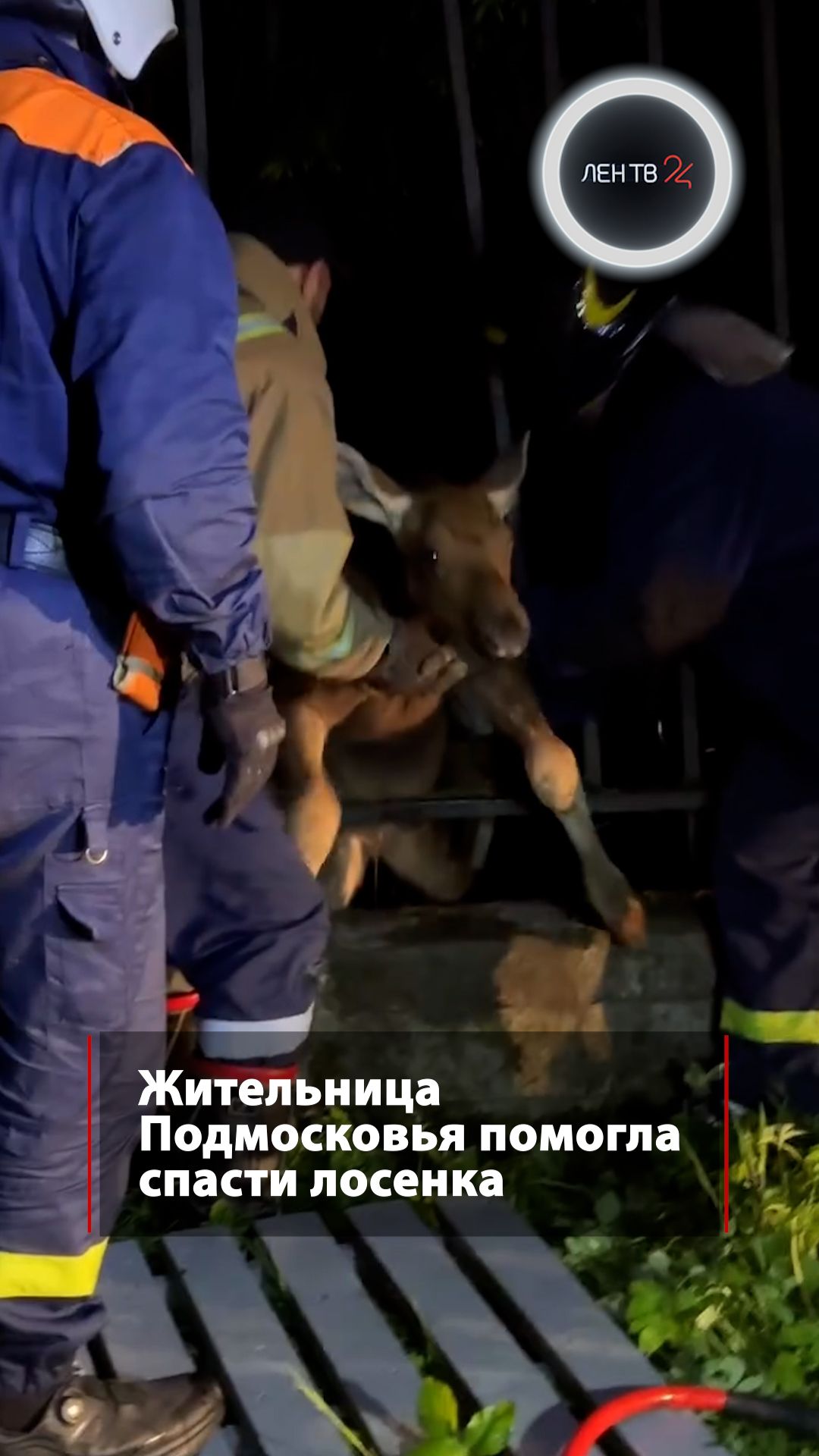 Жительница Подмосковья помогла спасти лосенка