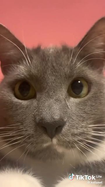 Кошарик!
