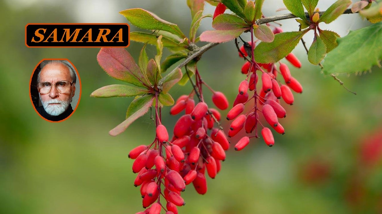 Самара. Ботанический сад. 25-10-10. Эмбиент 0301. & Samara. Botanical Garden. Ambient 0301.