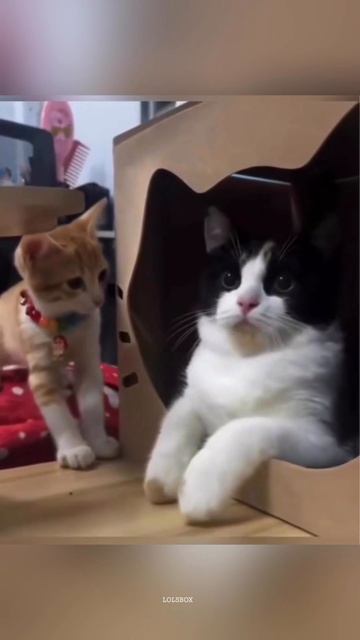 Mom Cat Is Done, Cats Lose Their Patience & Tiny Angry Kittens