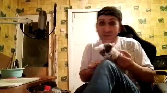 Мои коты это маленькие тигры!