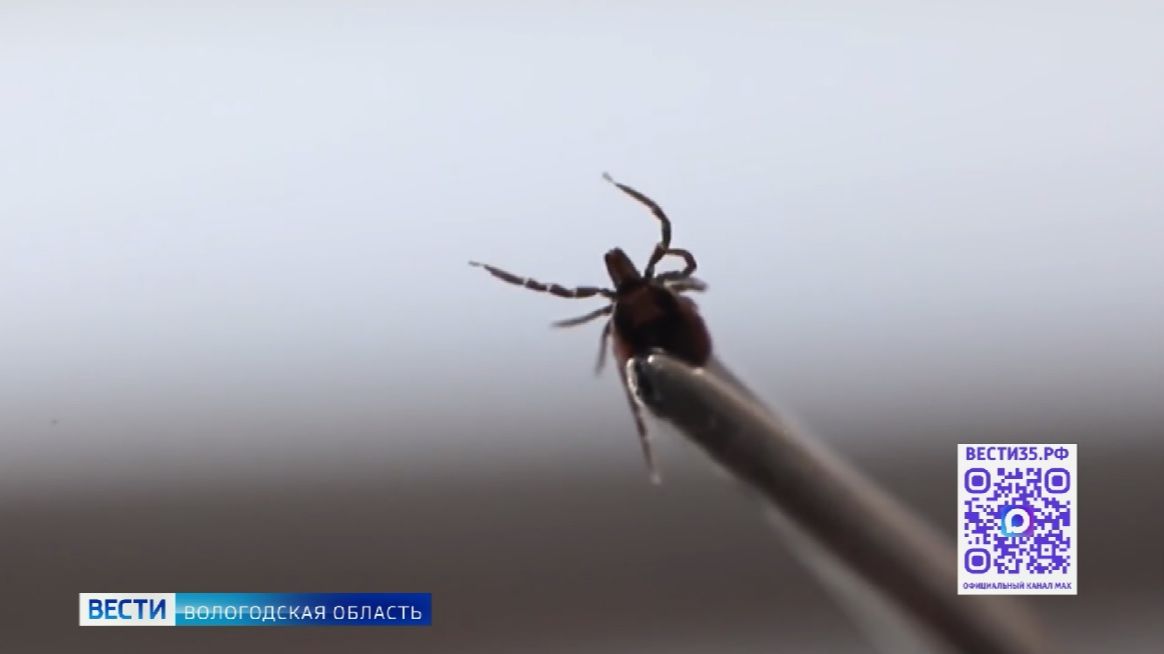 Свыше 8000 вологжан пострадали от укусов клещей с начала сезона