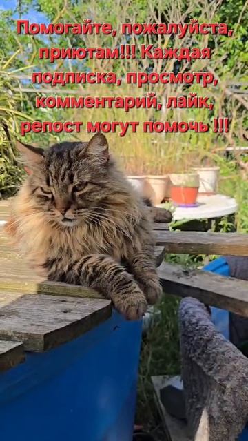 Помогайте пожалуйста приютам!!!