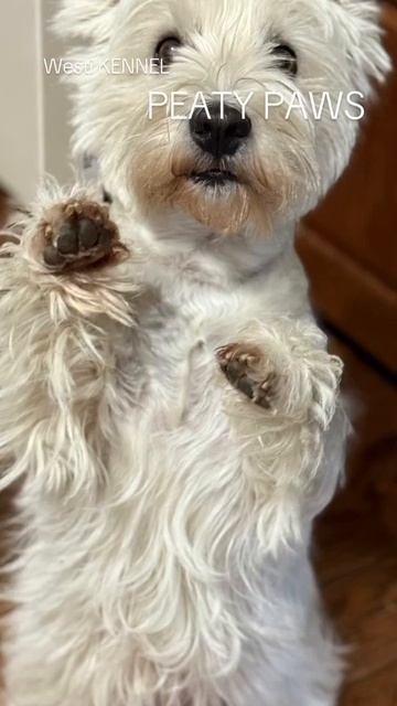 История успеха из питомника Westi KENNEL PEATY PAWS.