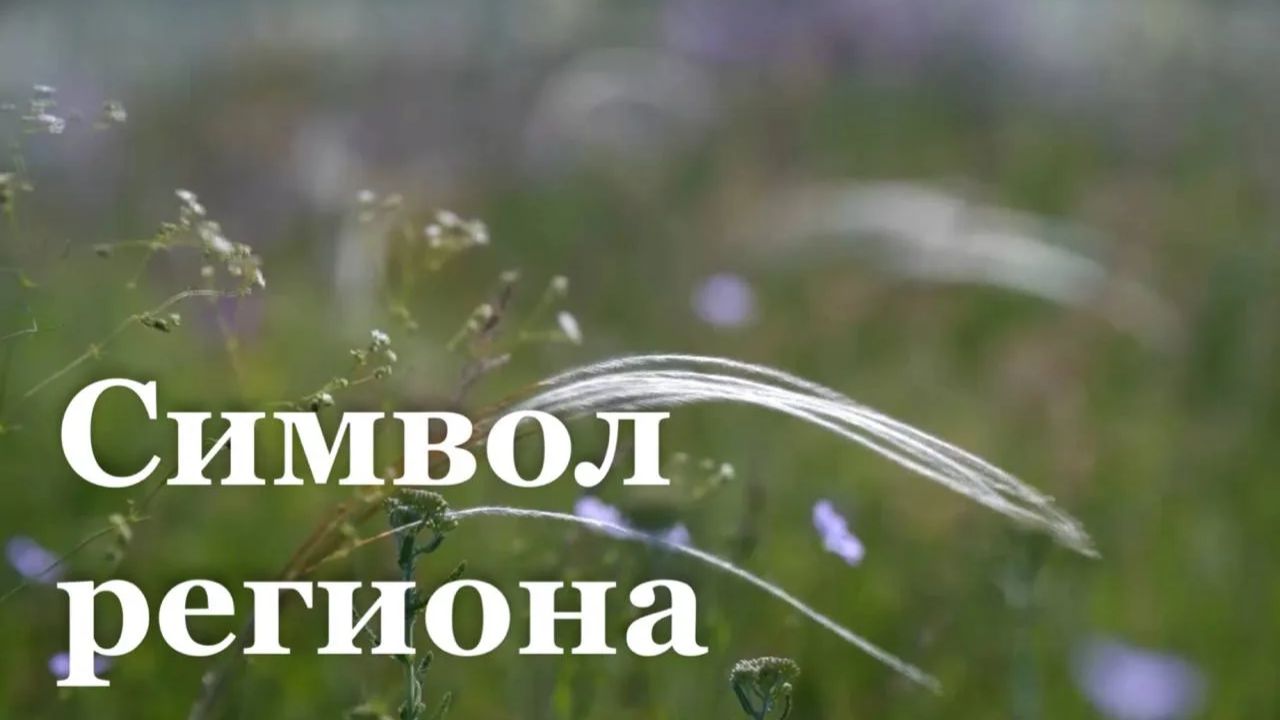 В ЛНР зацвёл ковыль