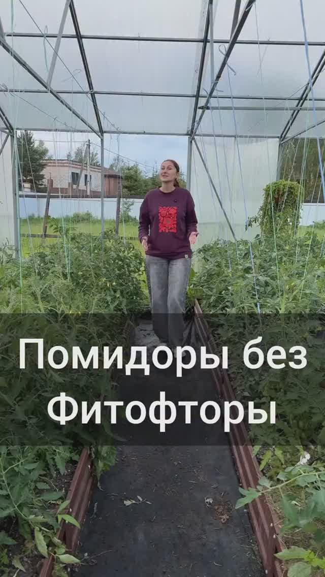 Фитофторы не будет, если соблюдать эти правила