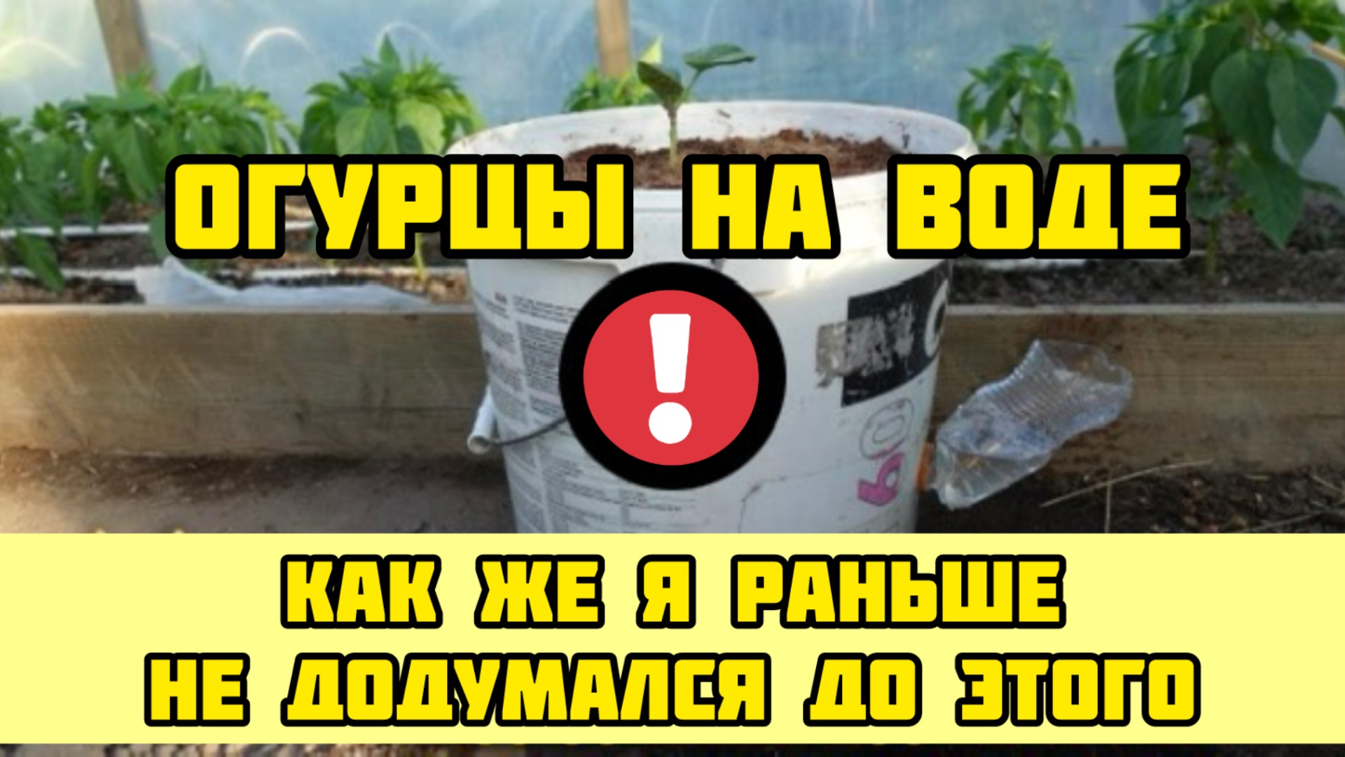 ОГУРЦЫ НА ВОДЕ! Как же я раньше не додумался до этого!