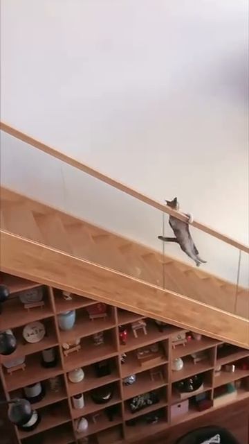 Скользящий кот