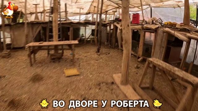 Содержание кур в домашних условиях и других птиц во дворе у Роберта 🐣🐤🦆🐔🪿🦃 (514)