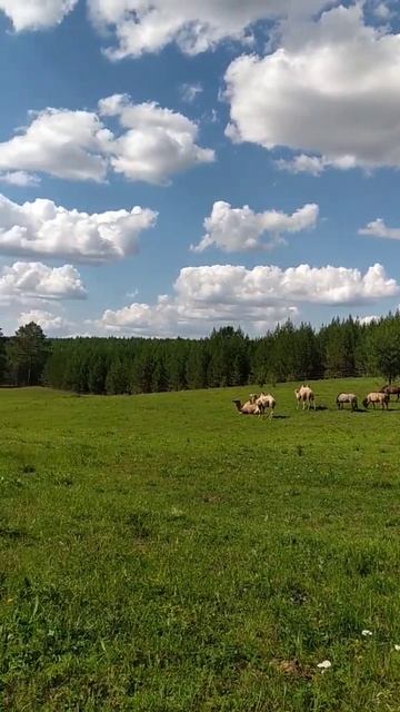 Альпийские луга Удмуртии) #camel #верблюды #красиво #horse #вятка #лошади #поле #лето