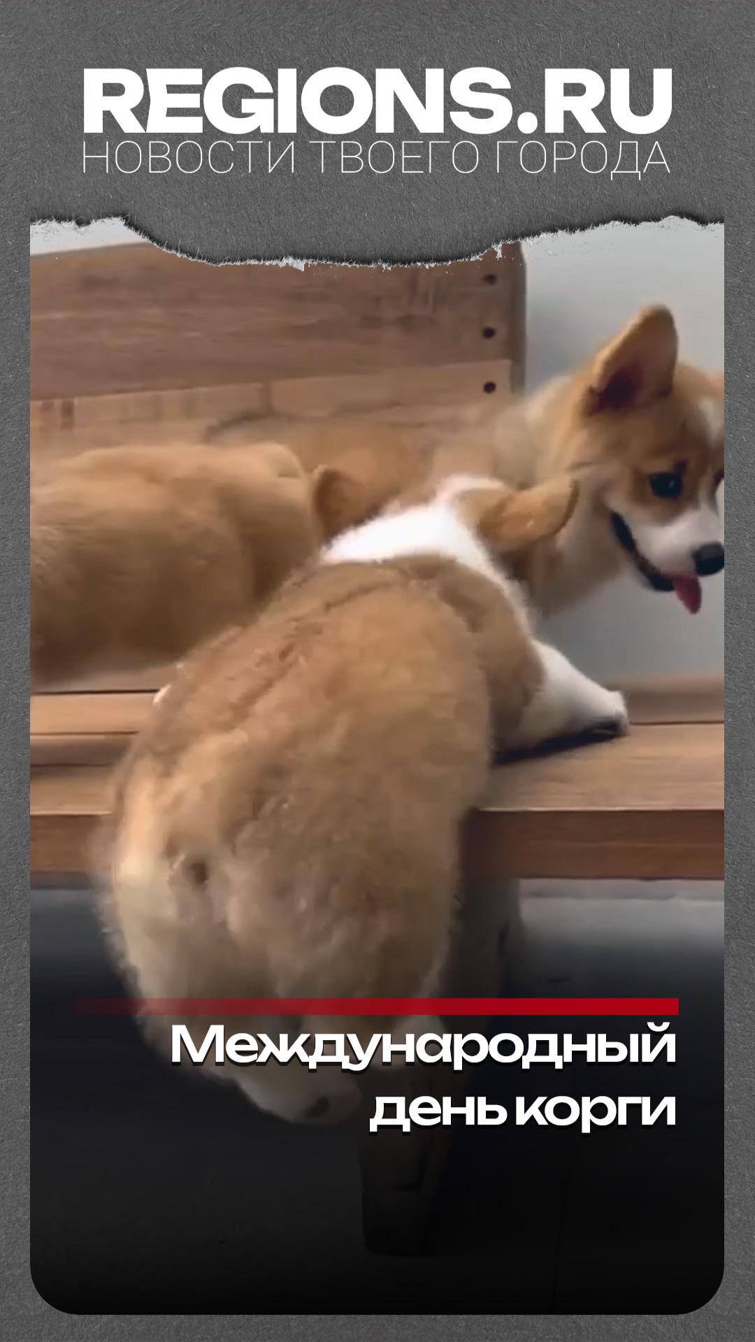 Международный день корги