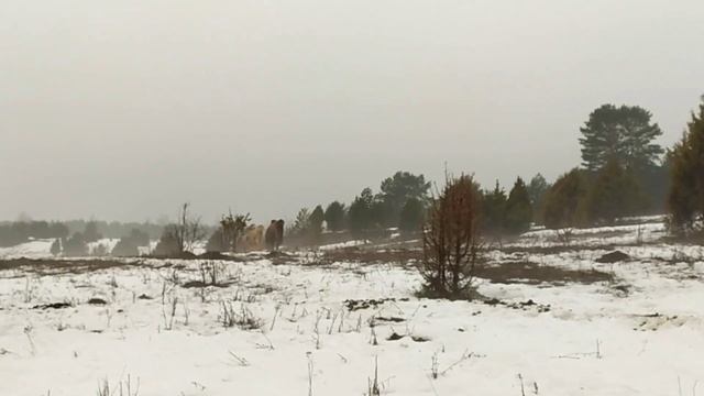 Весна, Вятские лошади и Верблюды (26.03.2023г)