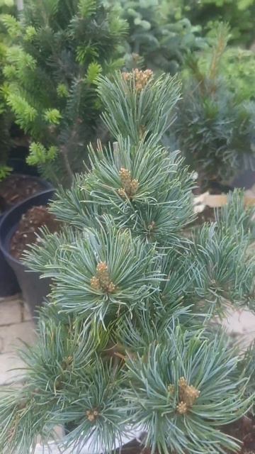 ❤🌲Сосна мелкоцветковая Беран
✔Продажа растений в макс и телеграм канале: Https://t.me/love_is_hvoiny