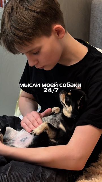 Юмор с моей чихахуа Мией 😉🐕 #собака #чихуашка #дог #юмор #собакадругчеловека