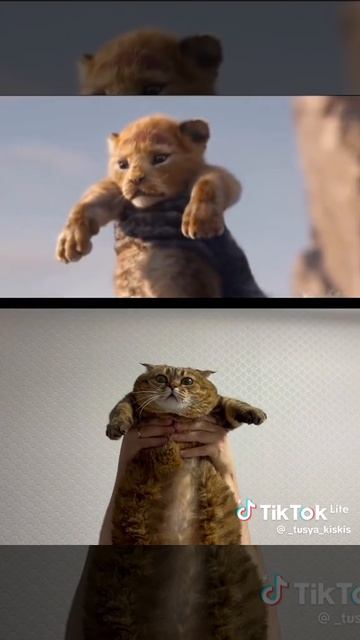 Король кот!