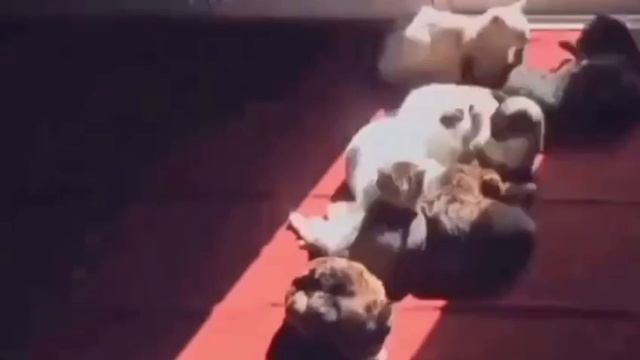 Принцип работы солнечных часов