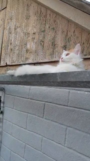 Лакушка высматривает любимого Барона.
Милейшее создание. 😍
