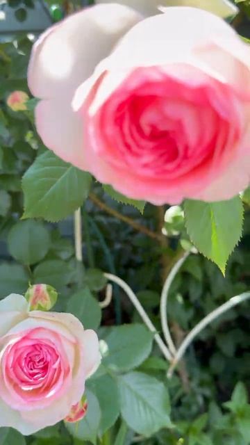 Пьер де Ронсар🌸 в цветнике 🌸