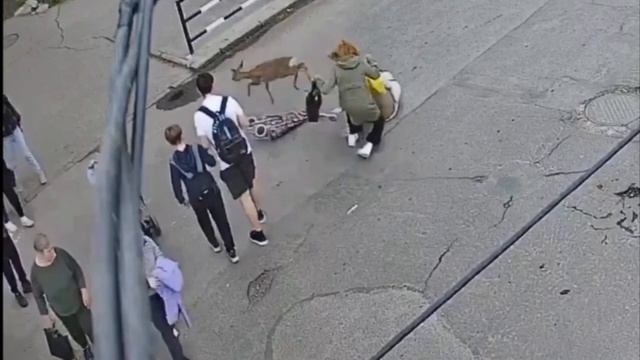 Косуля устроила ДТП с пешеходом в украинском Миргороде
Животное на полном ходу сбило пенсионерку