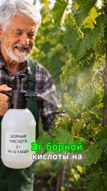 После этих 3 подкормок виноград заваливает урожаем! 🍇😳