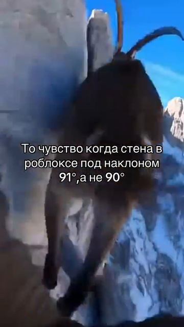 жиза