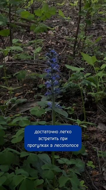 Фиолетовые цветочки #катькать #аюга