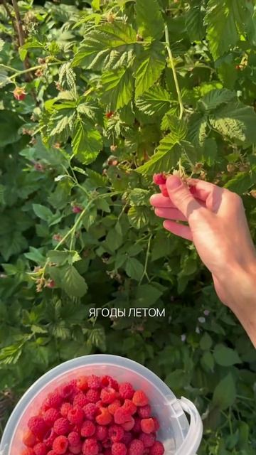 🍓 Какие ягоды выбрать летом, чтобы дать себе и микробиому максимум?