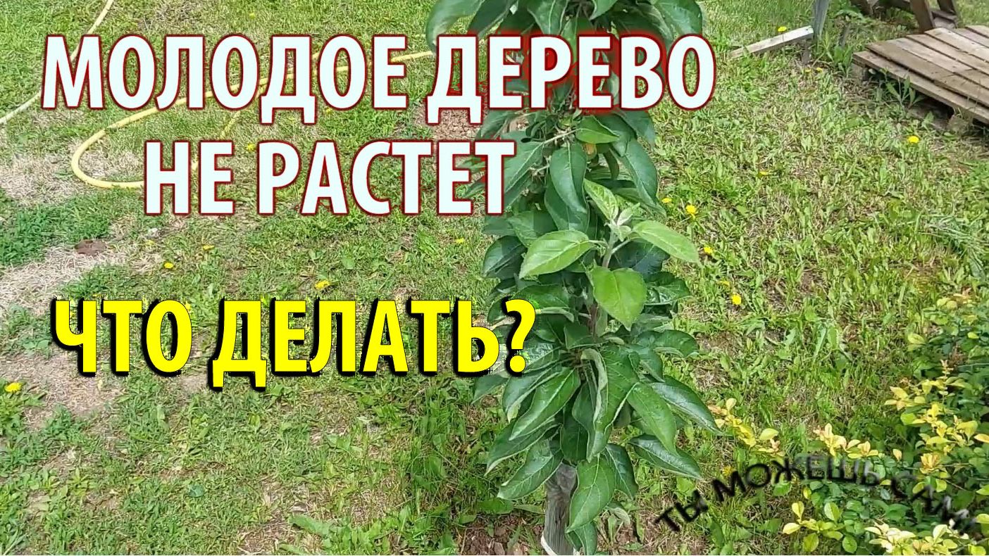 Молодые Плодовые деревья завязали много плодов и не растут что делать?