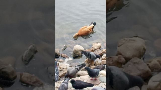 VID_20260602_152527.mp4