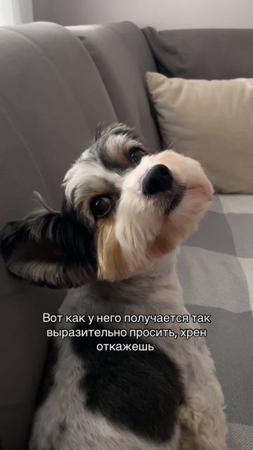 Бивер Барни требует внимания